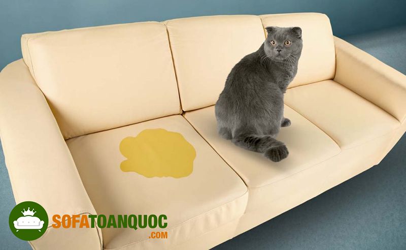 chọn sofa cho mèo chó không làm gì được
