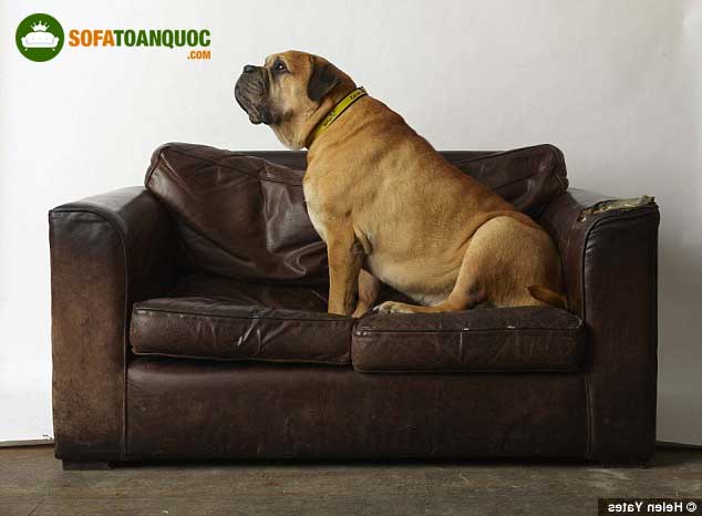 khử mùi ghế sofa có lông động vật